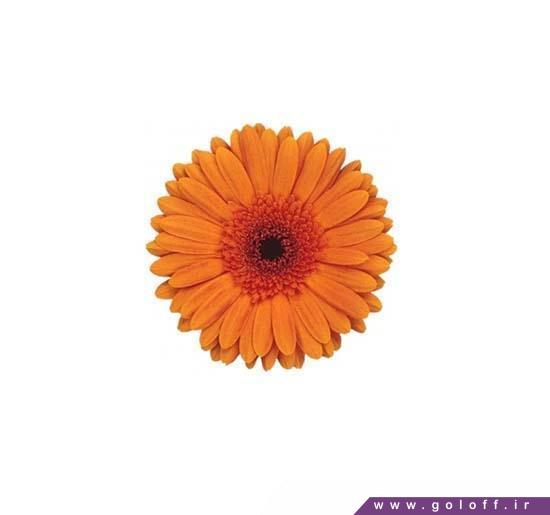 گل ژربرا مته - Gerbera | گل آف
